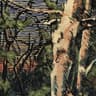 Asleep Many Years In the Woods
