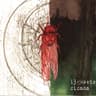 Cicada