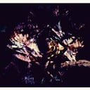 Flora by Fredrik